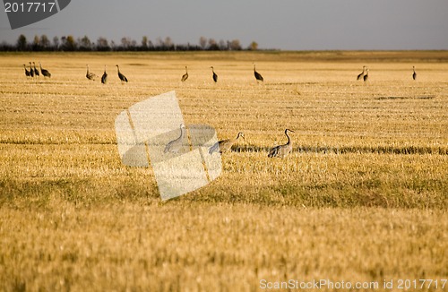 Image of Sandhill Cranes