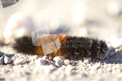 Image of Woolly Bear Caterpillar