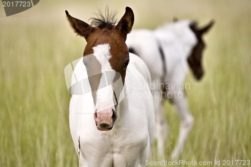 Image of Horse mare and colt Saskatchewan Field