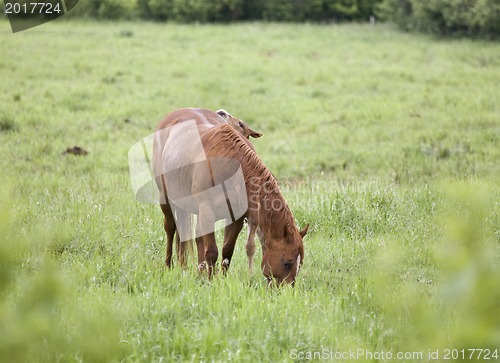 Image of Horses in Pasture