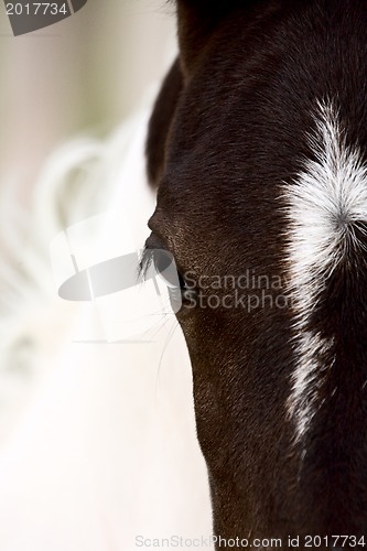 Image of Horse mare Saskatchewan Field