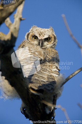Image of Great Horned Owl