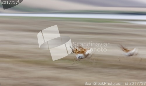Image of Pronghorn Antelope Running