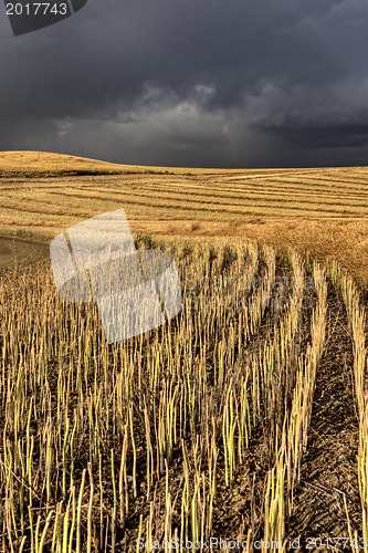 Image of Storm Clouds Saskatchewan