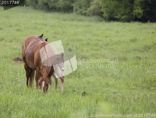 Image of Horses in Pasture