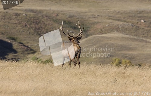 Image of Bull Elk