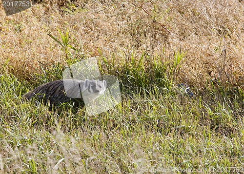 Image of Badger young Saskatchewan