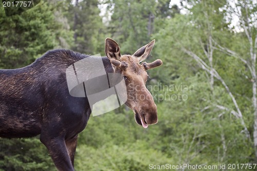 Image of Young Bull Moose