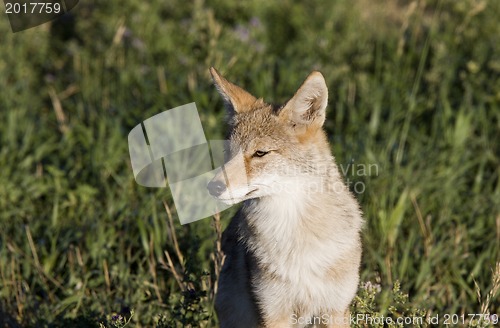 Image of Coyote Saskatchewan