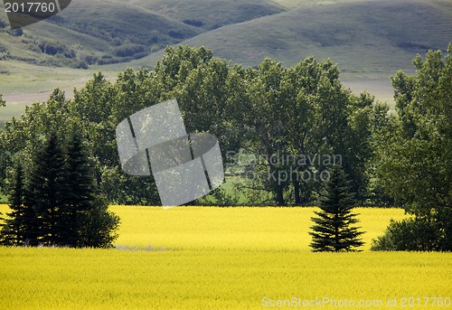 Image of Canola Crop