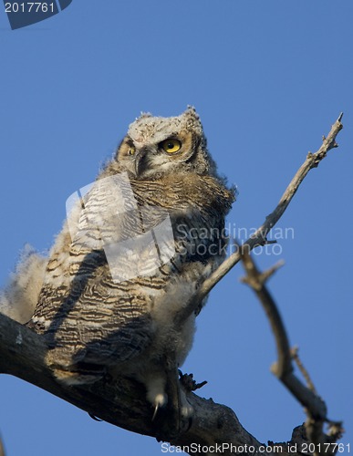 Image of Great Horned Owl