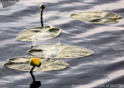 Image of Water Lily