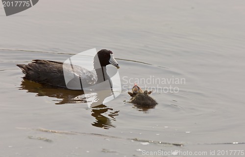 Image of American Coot Waterhen