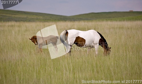 Image of Horse mare and colt Saskatchewan Field