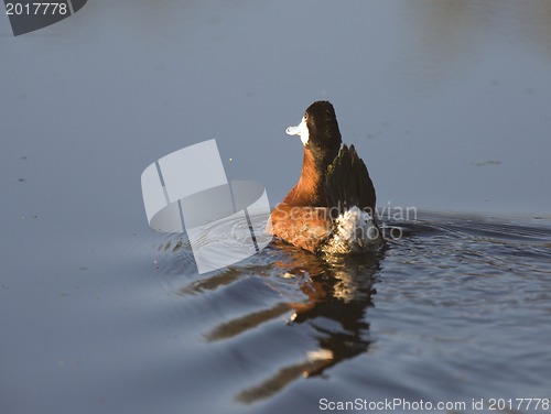 Image of Ruddy Duck