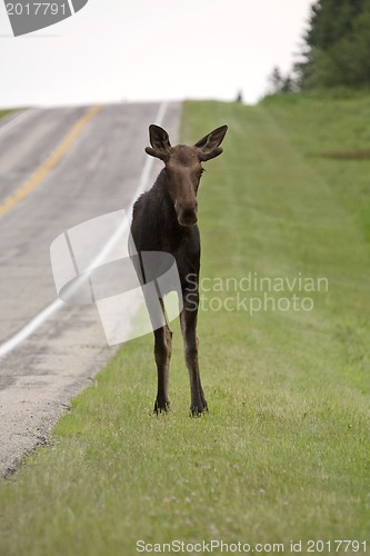 Image of Young Bull Moose