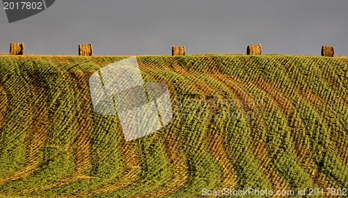 Image of Hay Bales