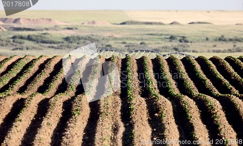 Image of Seed rows