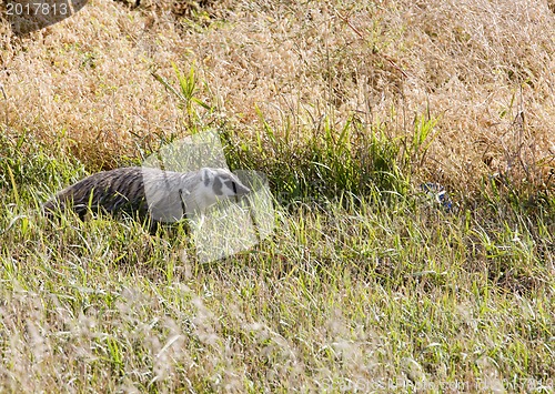 Image of Badger young Saskatchewan