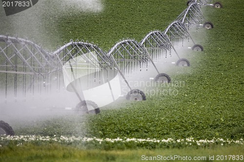 Image of Pea crop and moving sprinkler