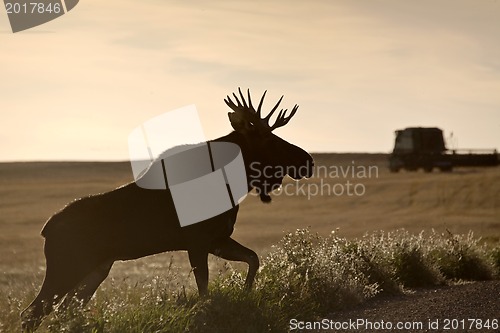 Image of Prairie Moose