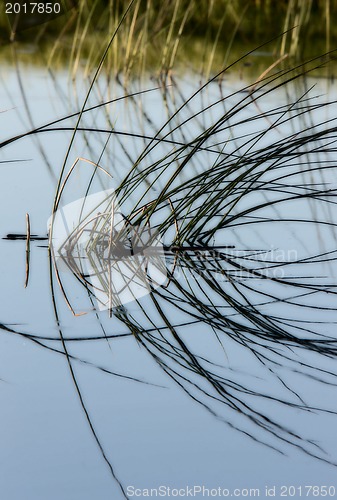 Image of Prairie Grass