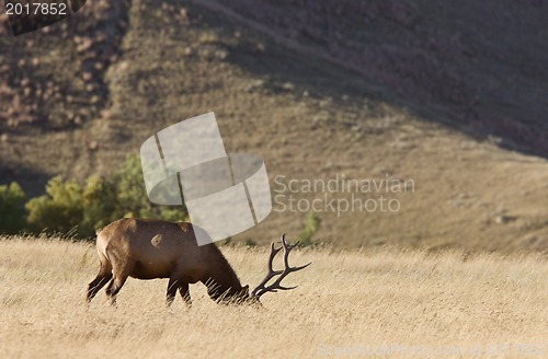 Image of Bull Elk