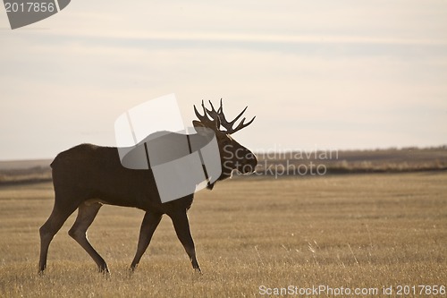 Image of Prairie Moose