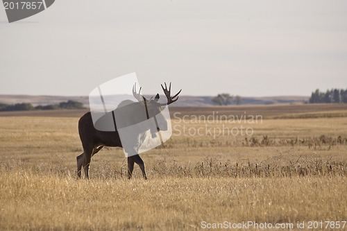 Image of Prairie Moose