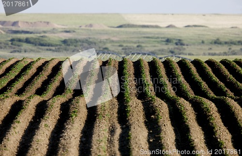 Image of Seed rows