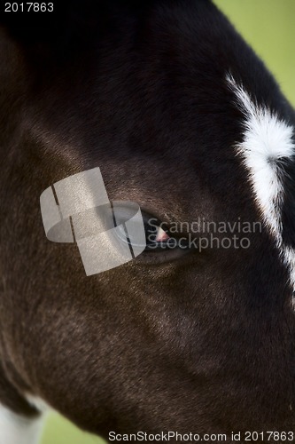 Image of Horse mare Saskatchewan Field