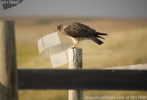 Image of Swainson Hawk on Post