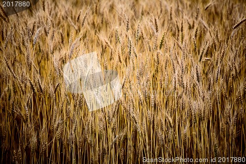 Image of Close up ripened wheat