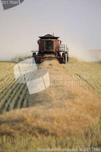 Image of Combing Wheat