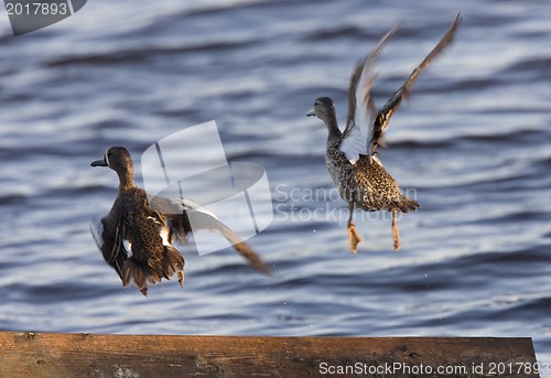 Image of Blue Winged Teal