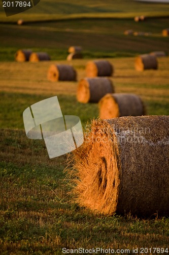 Image of Hay bales 