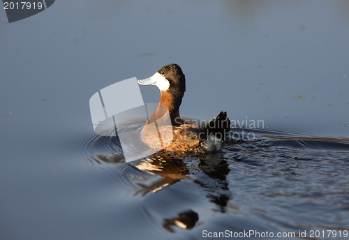 Image of Ruddy Duck