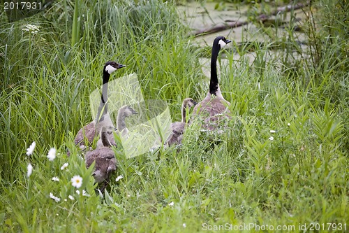 Image of Canada Goose and Goslings