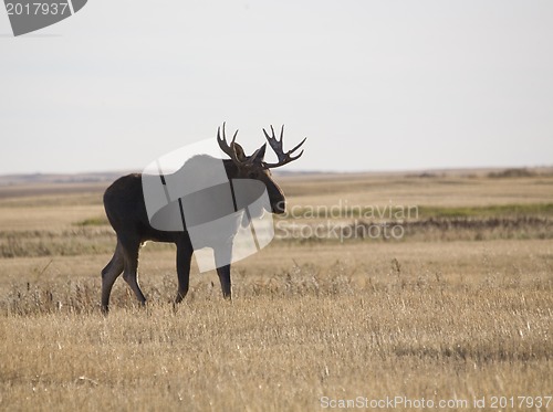 Image of Prairie Moose