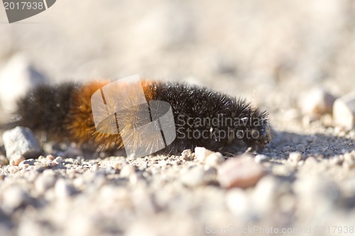 Image of Woolly Bear Caterpillar