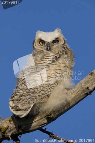 Image of Great Horned Owl