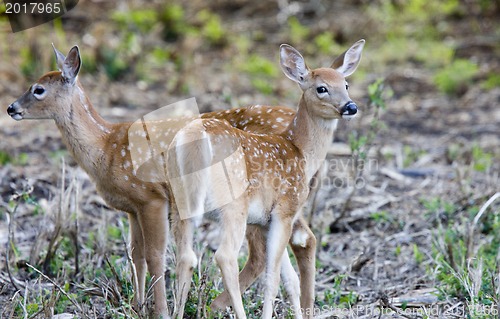 Image of two young fawn deer