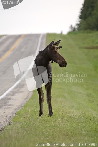 Image of Young Bull Moose