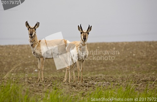 Image of Pronghorn Antelope