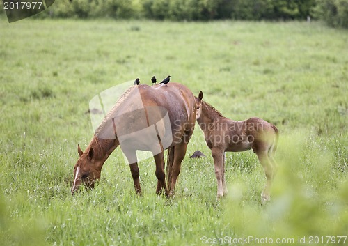 Image of Horses in Pasture