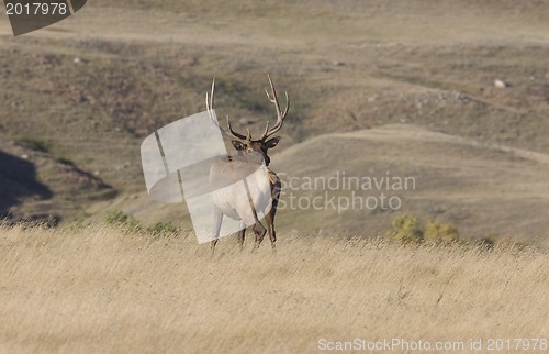 Image of Bull Elk