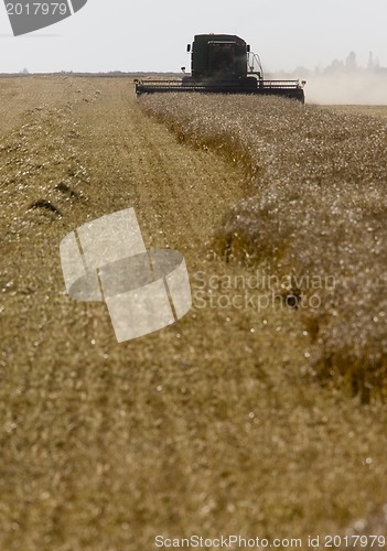 Image of Harvest Combining Saskatchewan