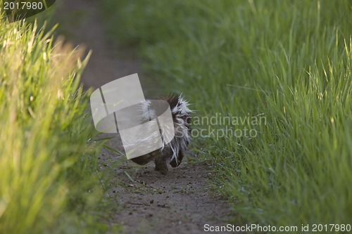 Image of Skunk running