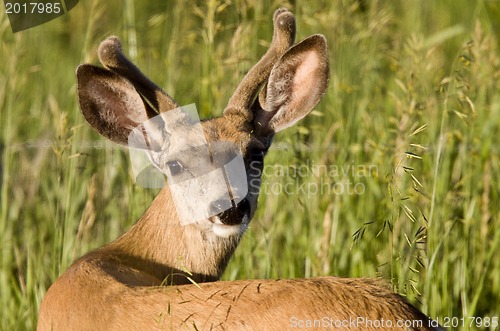 Image of Close Up Deer