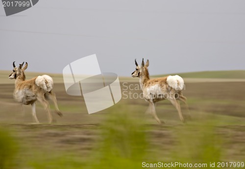 Image of Pronghorn Antelope